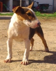cachorro de bull terrier tricolor - mejor precio | unprecio.es