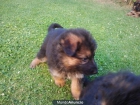 cachorro macho de pastor aleman - mejor precio | unprecio.es