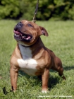 cachorros staffordshire bull terrier - mejor precio | unprecio.es