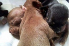 Se regalan cachorros chihuahua superminiatura - mejor precio | unprecio.es