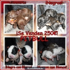 SE VENDEN CACHORROS DE PITBULL - mejor precio | unprecio.es
