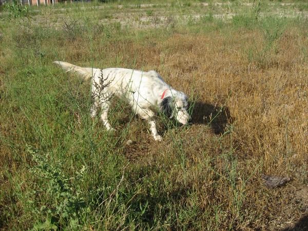 Setter Ingles Hembra iniciada