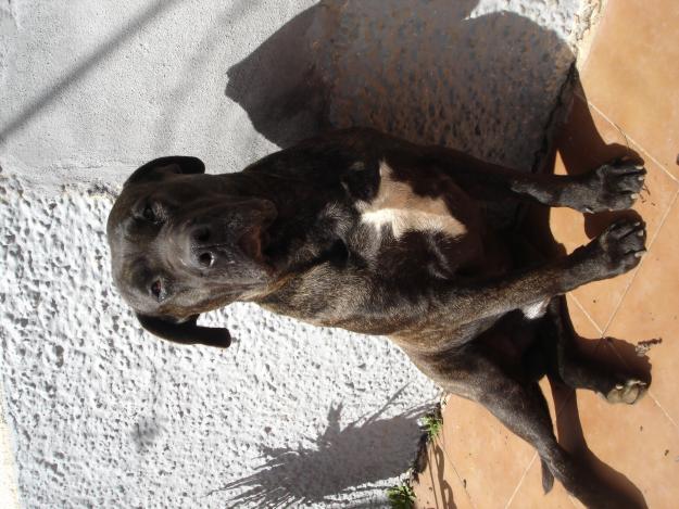 vendo proxima camada de cachorros de presa canario