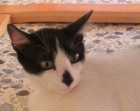 Preciosa, jovencita gata en adopción - mejor precio | unprecio.es