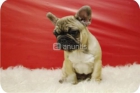 Bulldog inglés de primera calidad(150)euro - mejor precio | unprecio.es