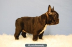 Cachorritos de bulldog frances, negros & fawn - mejor precio | unprecio.es