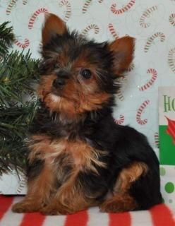 Cachorritos toy de Yorkshire terrier200eur