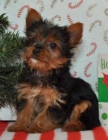 Cachorritos toy de Yorkshire terrier200eur - mejor precio | unprecio.es