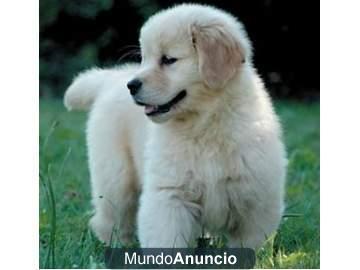 cachorros Golden Retriever Multicampeones