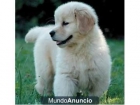 cachorros Golden Retriever Multicampeones - mejor precio | unprecio.es