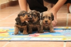 cachorros teckel kaninchen pelo duro muy pequeños - mejor precio | unprecio.es