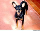 Compro Pinscher Miniatura - mejor precio | unprecio.es