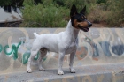 reserva tu JACK RUSSELL próxima camada TENERIFE - mejor precio | unprecio.es