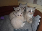 Tenemos 5 gatitos Todos los que están listos para nuevas familias. - mejor precio | unprecio.es