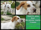 Trasto, mix pointer, macho de 5 meses. - mejor precio | unprecio.es