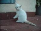 vendo 2 gatitos.exoticos.jovenes.persas.solo 200e