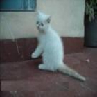 vendo 2 gatitos.exoticos.jovenes.persas.solo 200e - mejor precio | unprecio.es