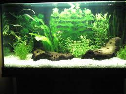 Vendo aquario y tetraodon biocellatus