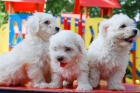 Bichon maltes, preciosos y adorables - mejor precio | unprecio.es
