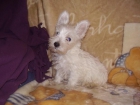 Cachorros de West Highland White Terrier con pedigree - mejor precio | unprecio.es