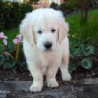goldel retriever - mejor precio | unprecio.es