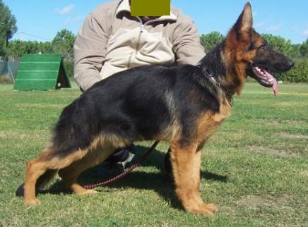 Impresionante cachorro pastor aleman tatuado ceppa, nieto de campeón de España y Adiestrad