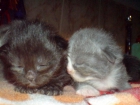 preciosos gatitos persa - mejor precio | unprecio.es