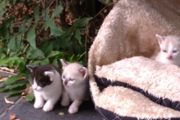 regalo preciosos gatines