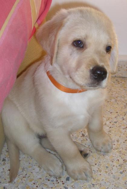 ULTIMO CACHORRO MACHO DE LABRADOR PURO