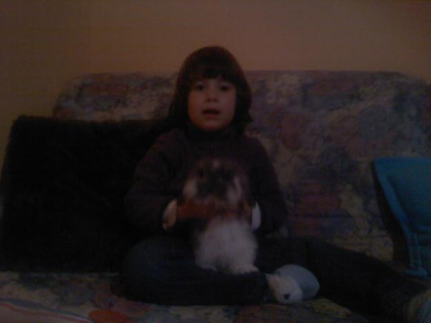 VENDO CONEJO BELIER ANGORA MACHO