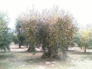 Vendo olivos centenarios
