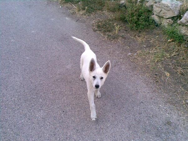 Vendo pastor blanco suizo cachorrita de 5 meses