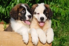 ¡Inceible San bernardo, los mejores cachorros! - mejor precio | unprecio.es