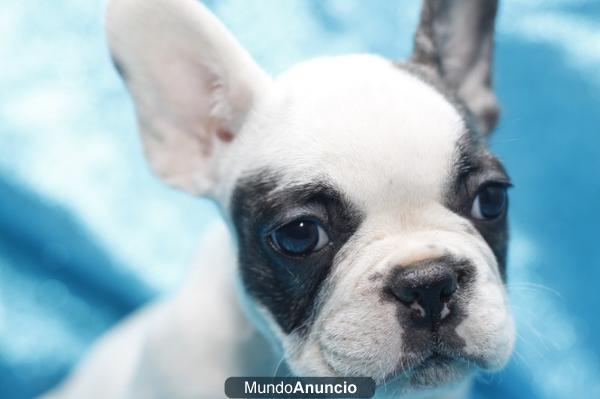 AQUANATURA-Perros en Barcelona de todas las razas , perros, cachorros, criadero, venta EN TIENDA.  En AQUANATURA encontr