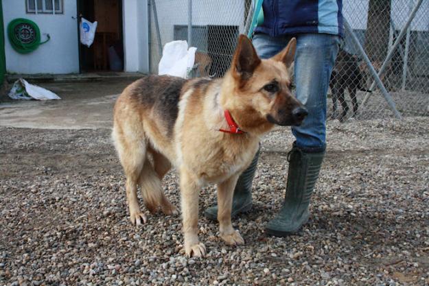 BATHORY, PRECIOSA PASTORA ALEMANA EN ADOPCIÓN