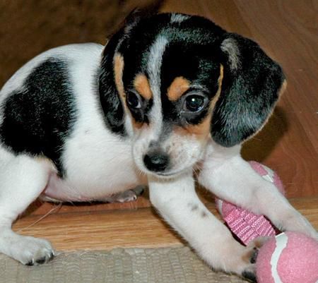 Beagle cachorro hembra (12 semanas)