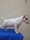 bull terrier,hembrita con excelente pedigree - mejor precio | unprecio.es