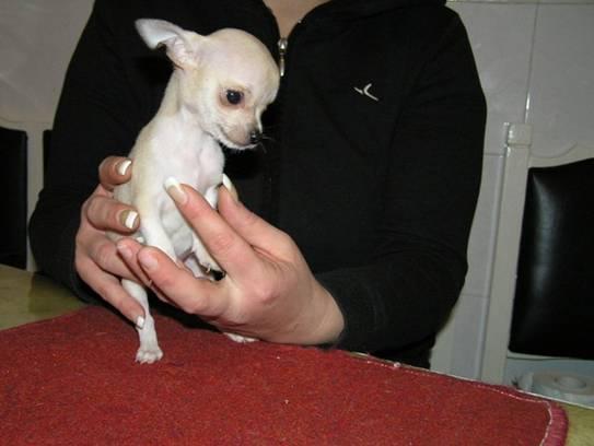 Chihuahuas micro mini.....