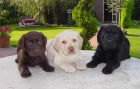 Encantadores cachorros de LABRADOR CON PEDIGREE 360 - mejor precio | unprecio.es