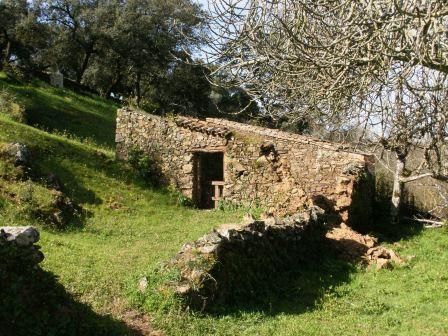 Finca de olivos con casa de apero de 70 m2 a buen precio