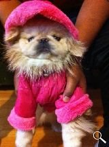 Pekines original