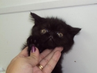 PRECIOSOS GATOS PERSAS Y EXOTICOS - mejor precio | unprecio.es