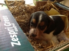 regalo perra Beagle - mejor precio | unprecio.es