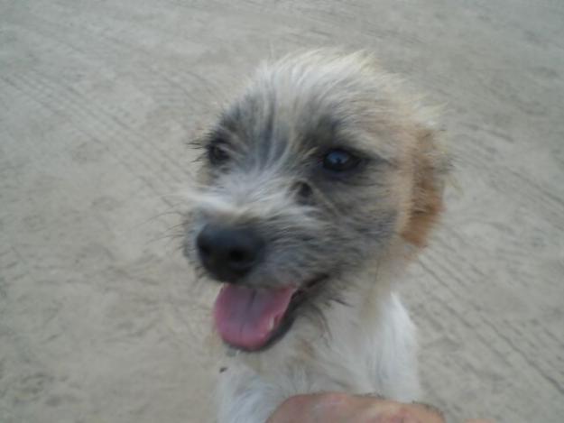 RICKY, chiquitillo X de Yorky en adopcion.