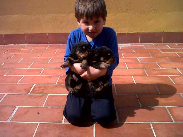 se vende camada de rottweiler