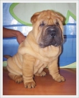 SHAR PEI :: ALTA SELECCION Y EXPOSICION - mejor precio | unprecio.es