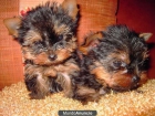 YORKSHIRE TERRIER 300E + CARTILLA+ TAMAÑO MEDIANO - mejor precio | unprecio.es