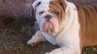 BULLDOG INGLES PARA MONTAS - mejor precio | unprecio.es