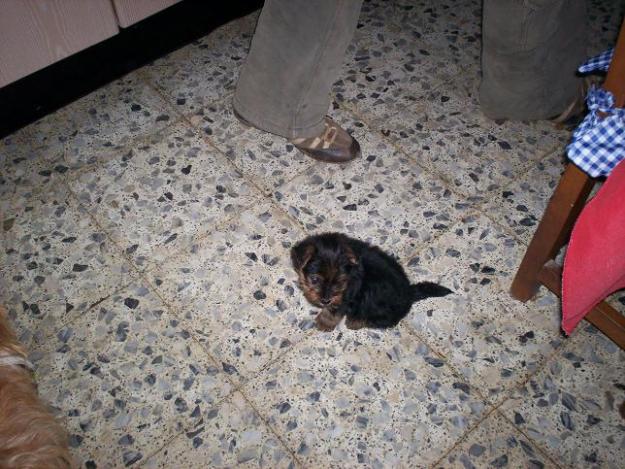 cachorro yorshire 350 euros