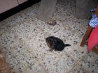 cachorro yorshire 350 euros - mejor precio | unprecio.es